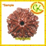 Mantra Siddha Natural Seven Mukhi Nepali Rudraksha 7 Mukhi Rudraksh Seven Mukhi